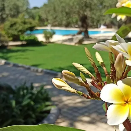 Olive Garden * Λάπηθος